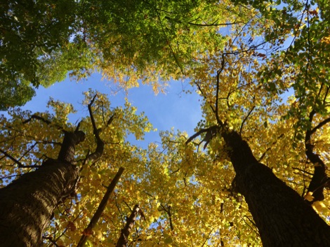 Looking up at blue sky through a beech tree canopy